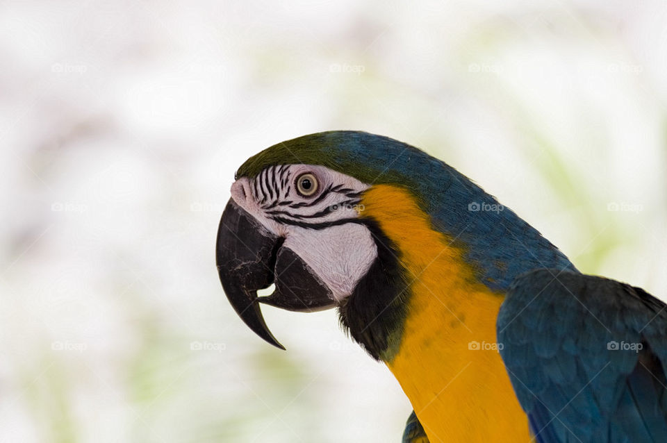 blue-and-yellow macaw