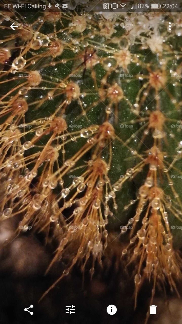 Spines  (cactus)