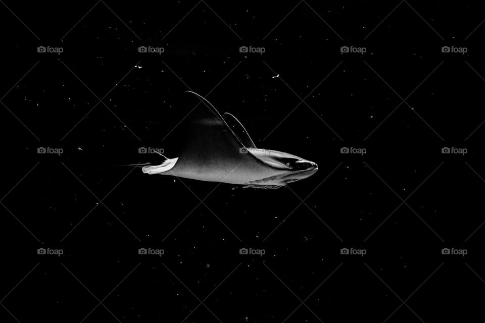 fisstingray fish floating in space