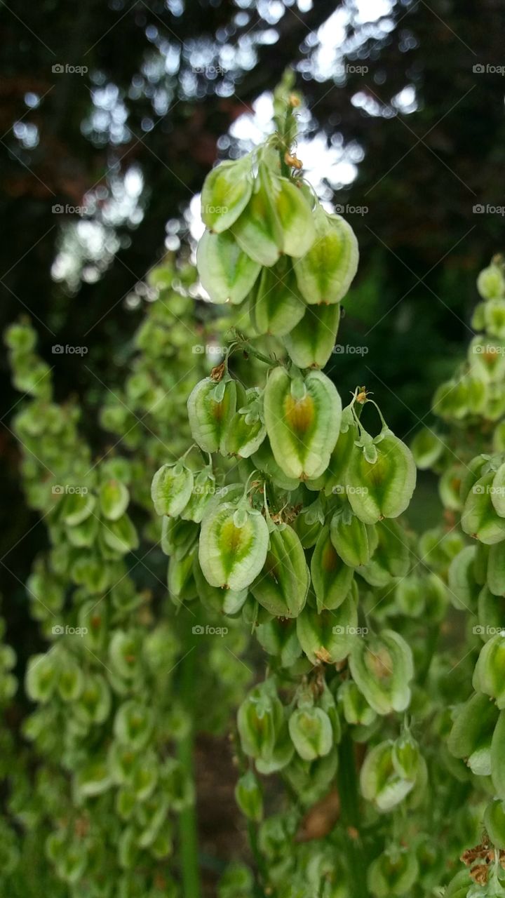 rhubarb seeds