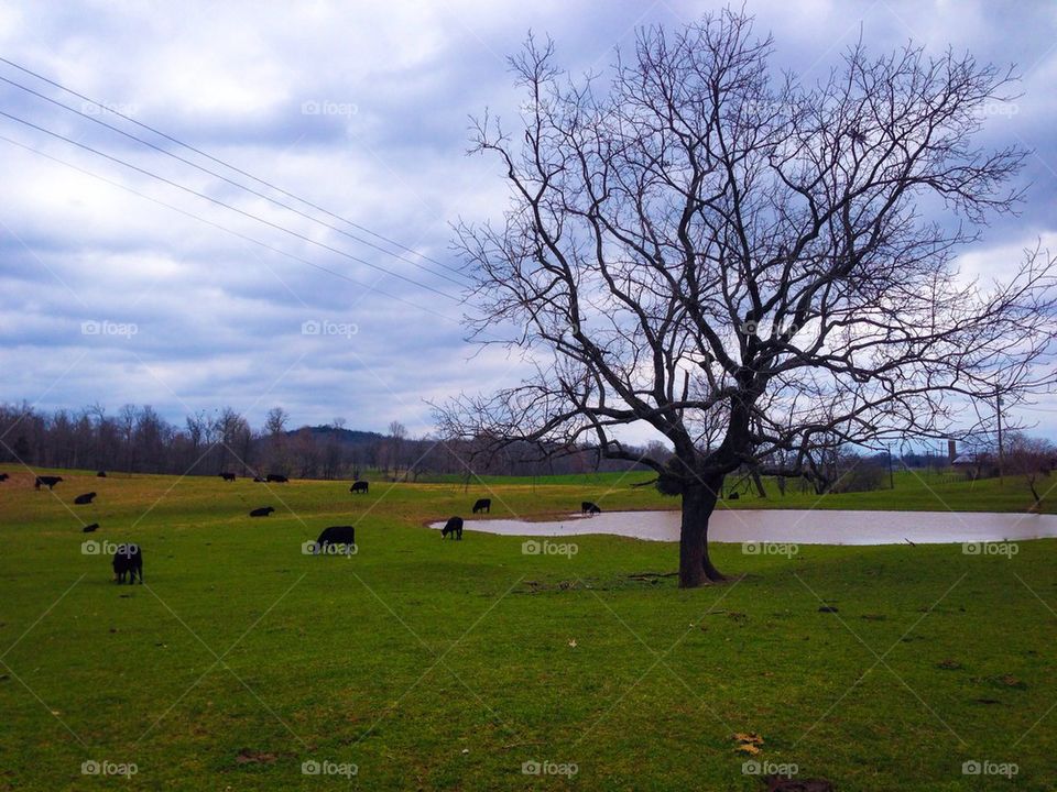 Farm tree