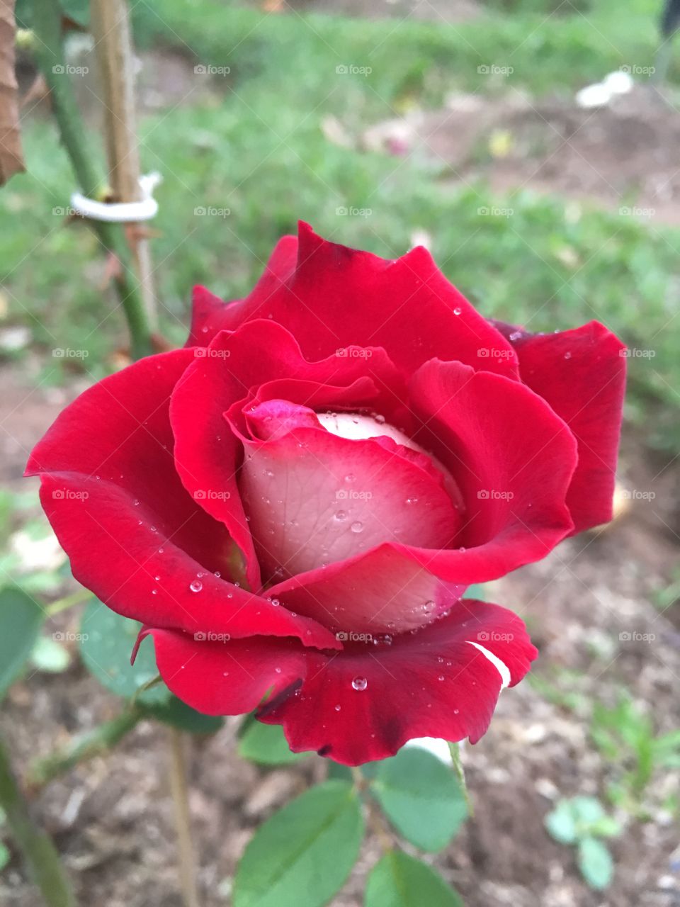 Fim de #cooper, alongando ao lado da nossa #roseira que desabrochou pela 1a vez hoje.
Sem filtros - a #flor é perfeita!
🌹
#flores
#natureza 
#jardim
#jardinagem
#inspiração 
#garden