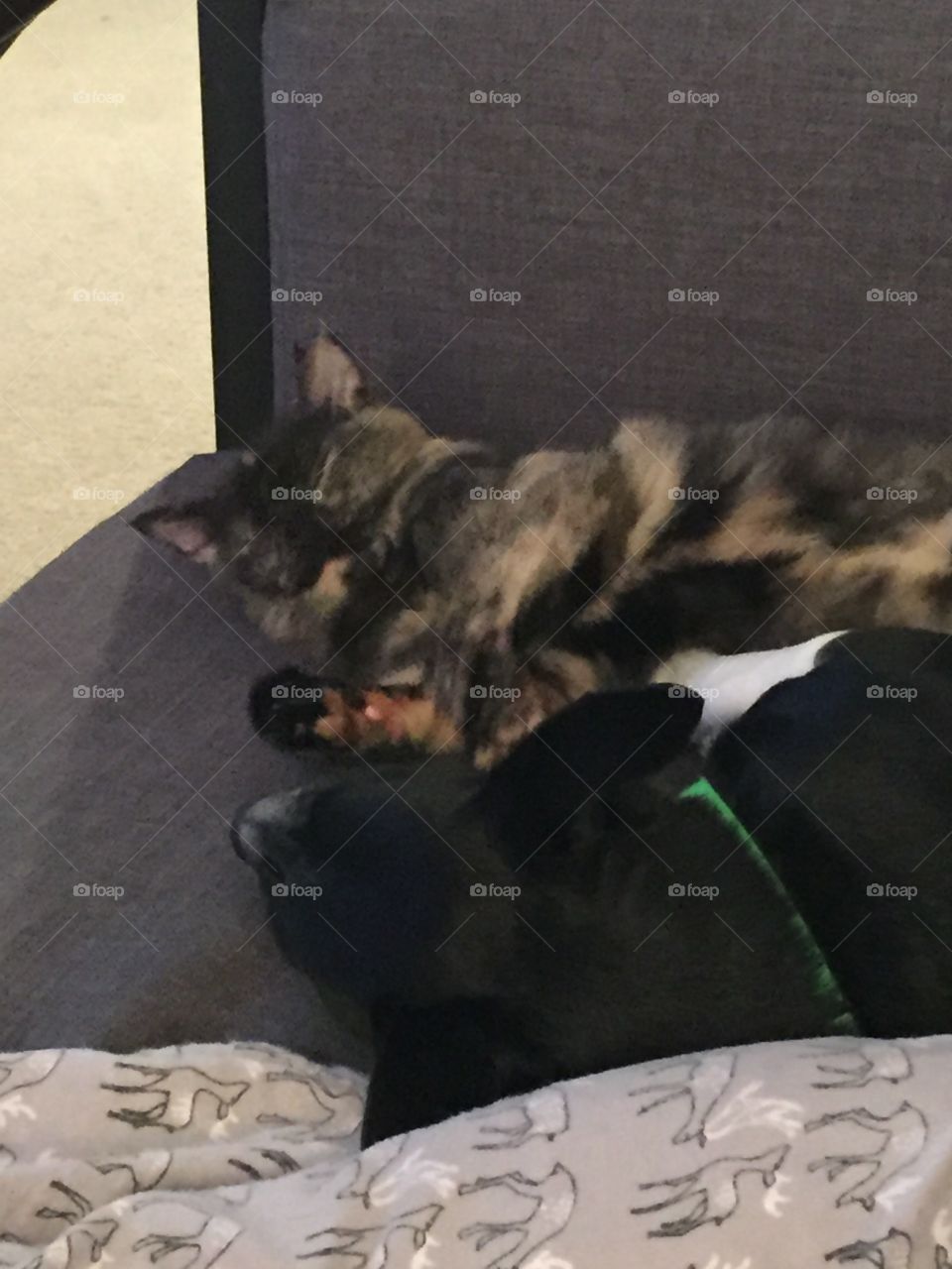 Passed out from a days worth of play