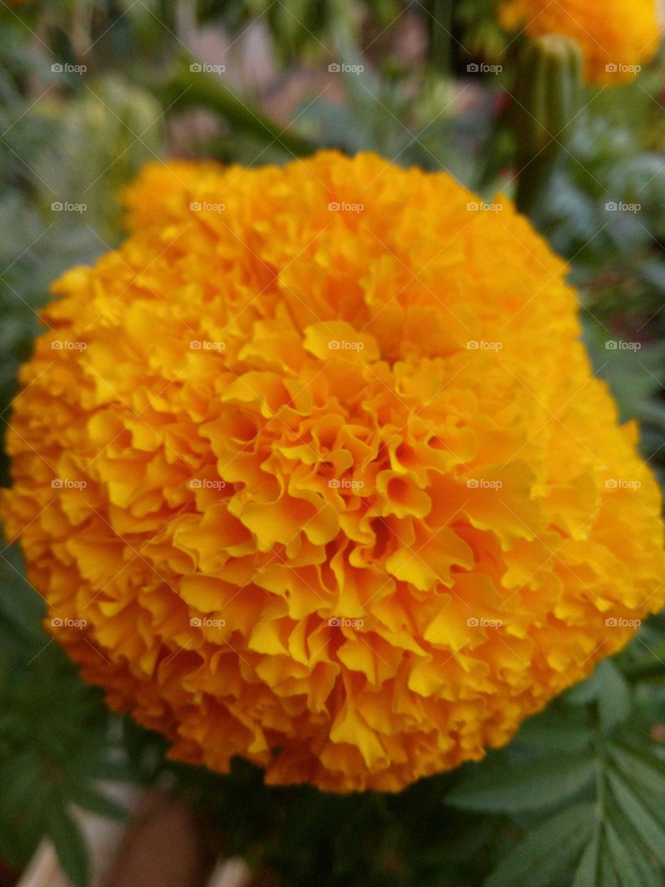 marigold