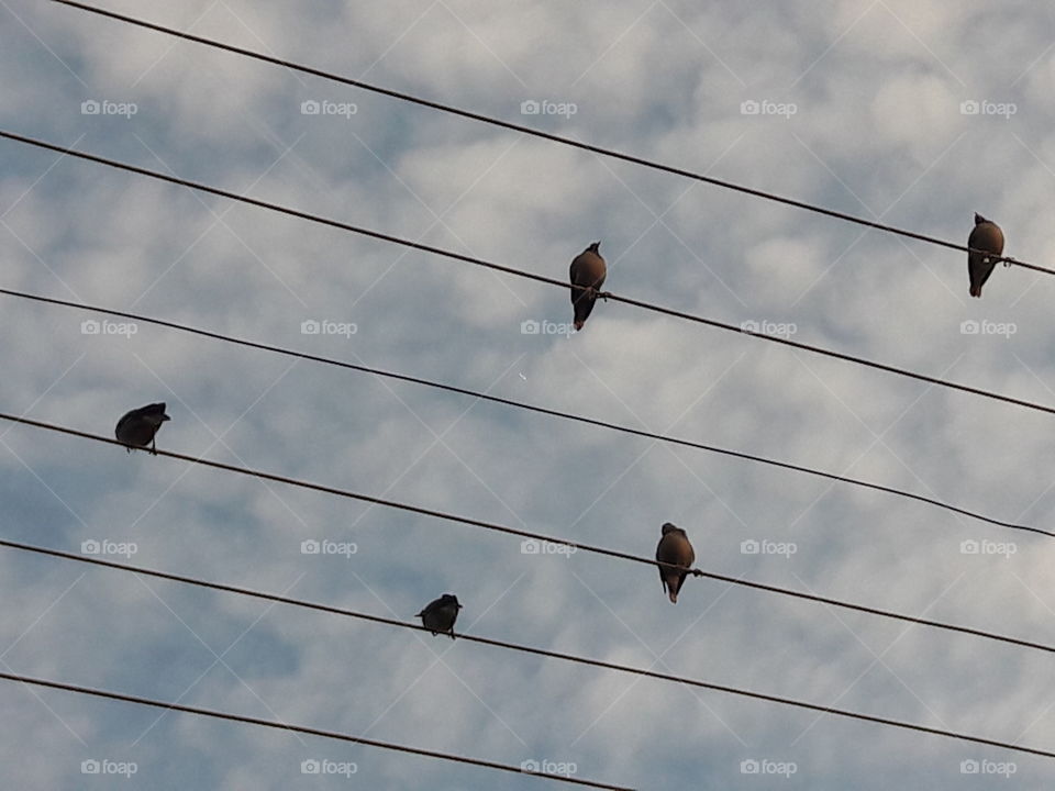 Wire, Sky, Bird, Wildlife, Pigeon