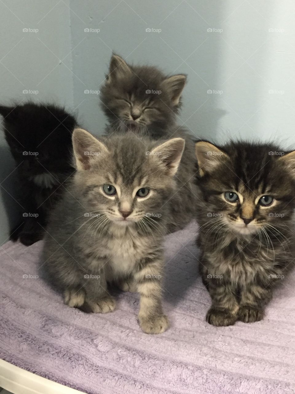 All four of the kittens in the litter posing for their picture after waking from a much needed rest.