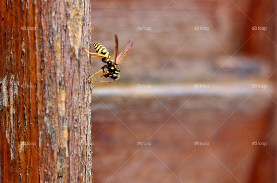 insect wasp macro wood by germnosorio12
