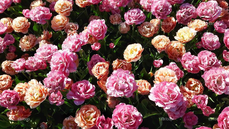 Pink and peach colored flowers