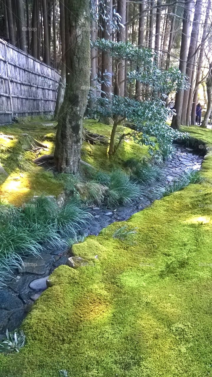 Garden, Kyoto Japan