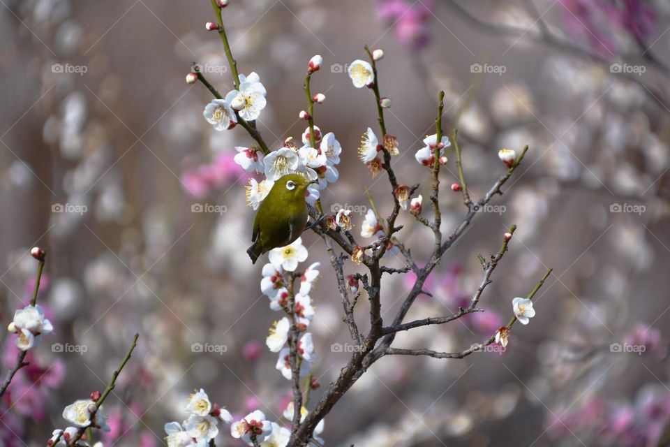 Bird and Plum tree 