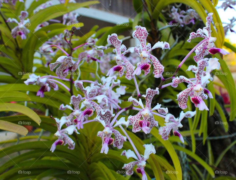 Close up of branches of beautiful fragrant orchids known as Vanda tricolor in nature environment.  Tropical flowers