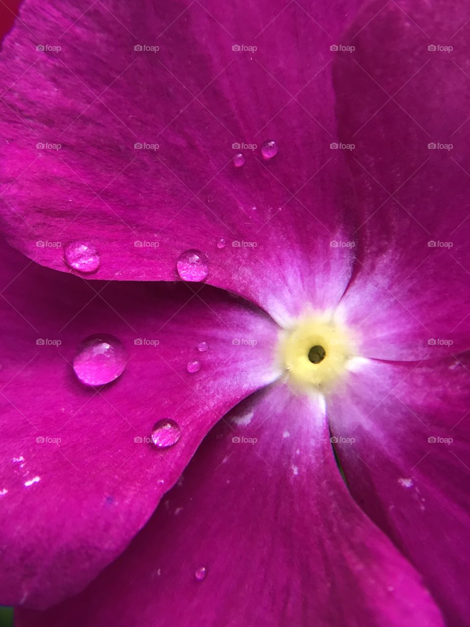 Close-up of a purple flower with rain drops after a summer rain