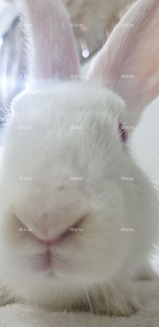 beautiful rabbit, nose comica red eyes and white snow, delicate, curious, big and long ears