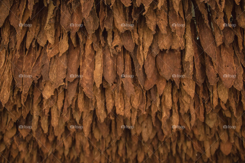 dry tobacco leaves