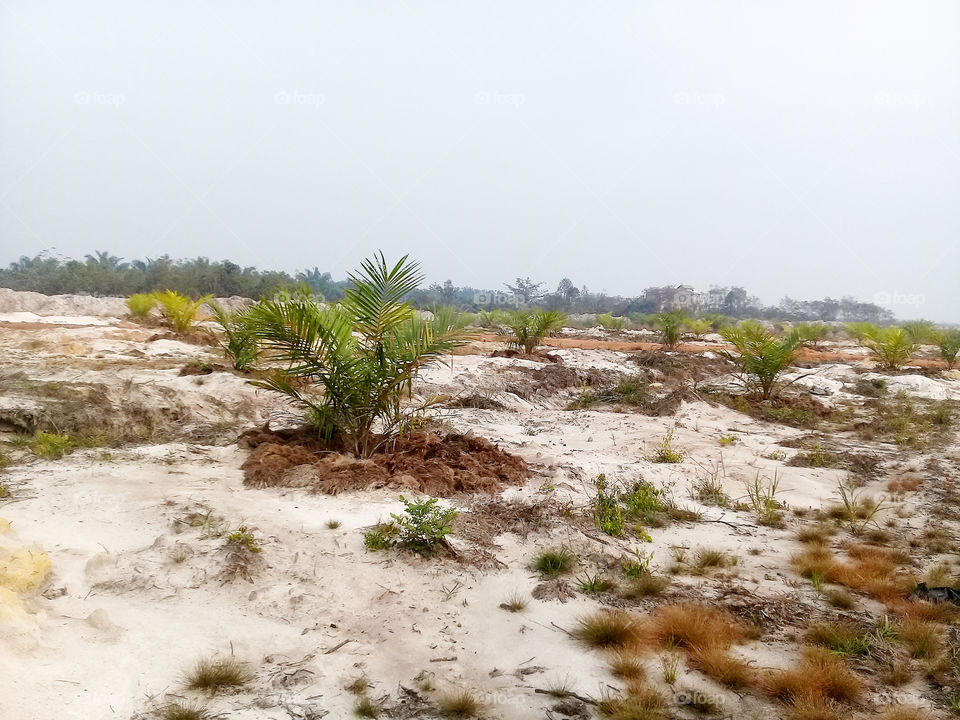 plant spacing of palm oil