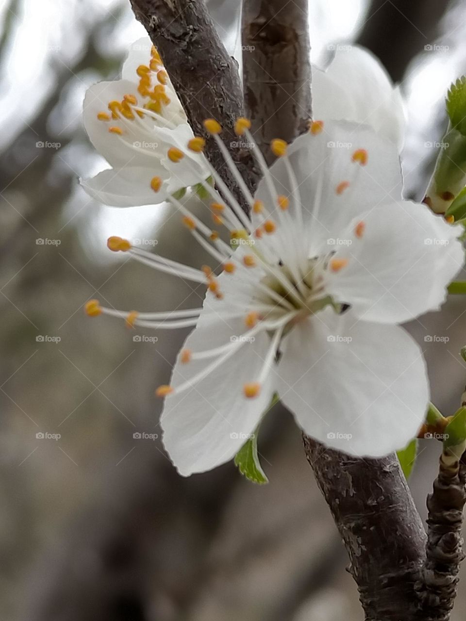 Fleur blanche du printemps