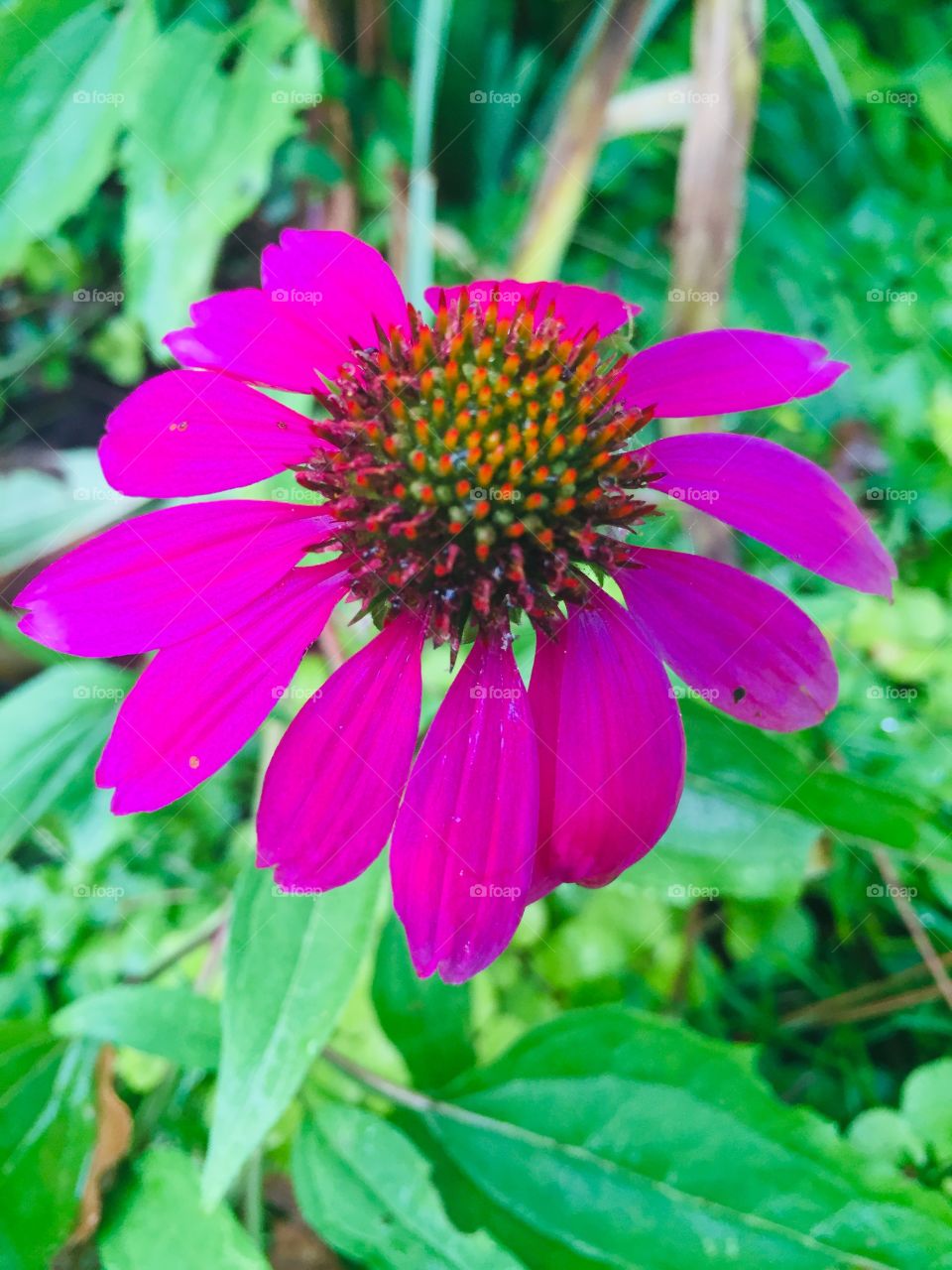 Blooming beautifully!