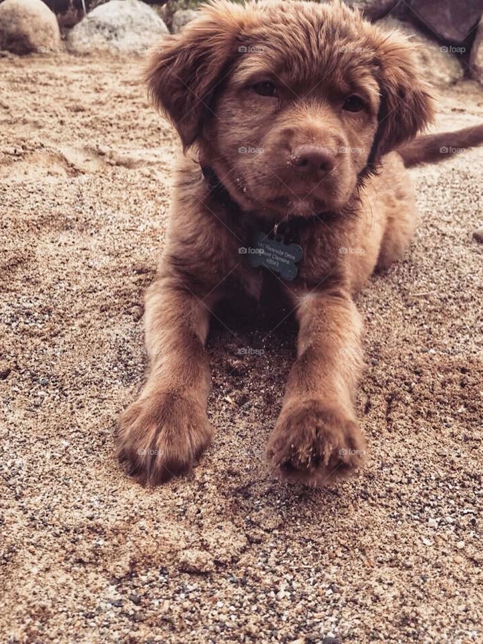 Puppy on the Beach