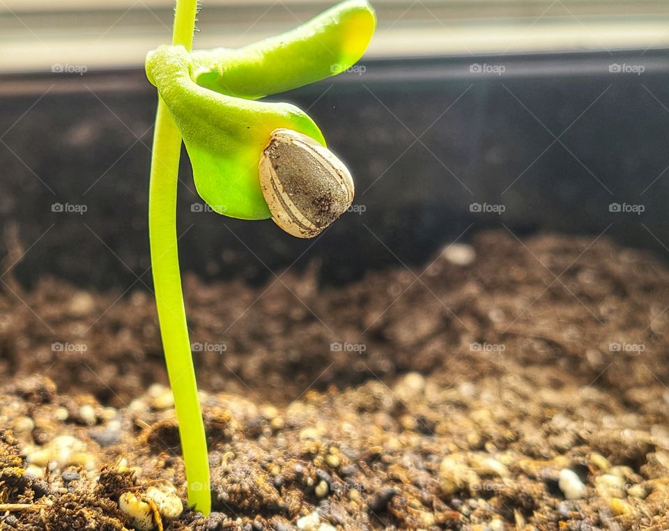 Sunflower seed holding on