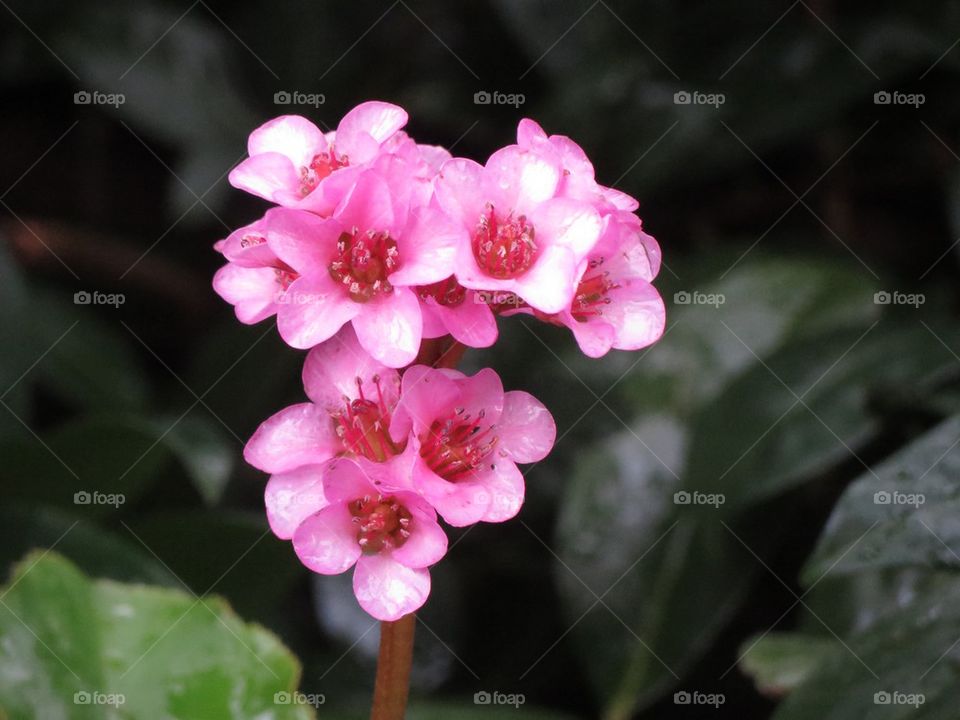 Pink flower in the rain