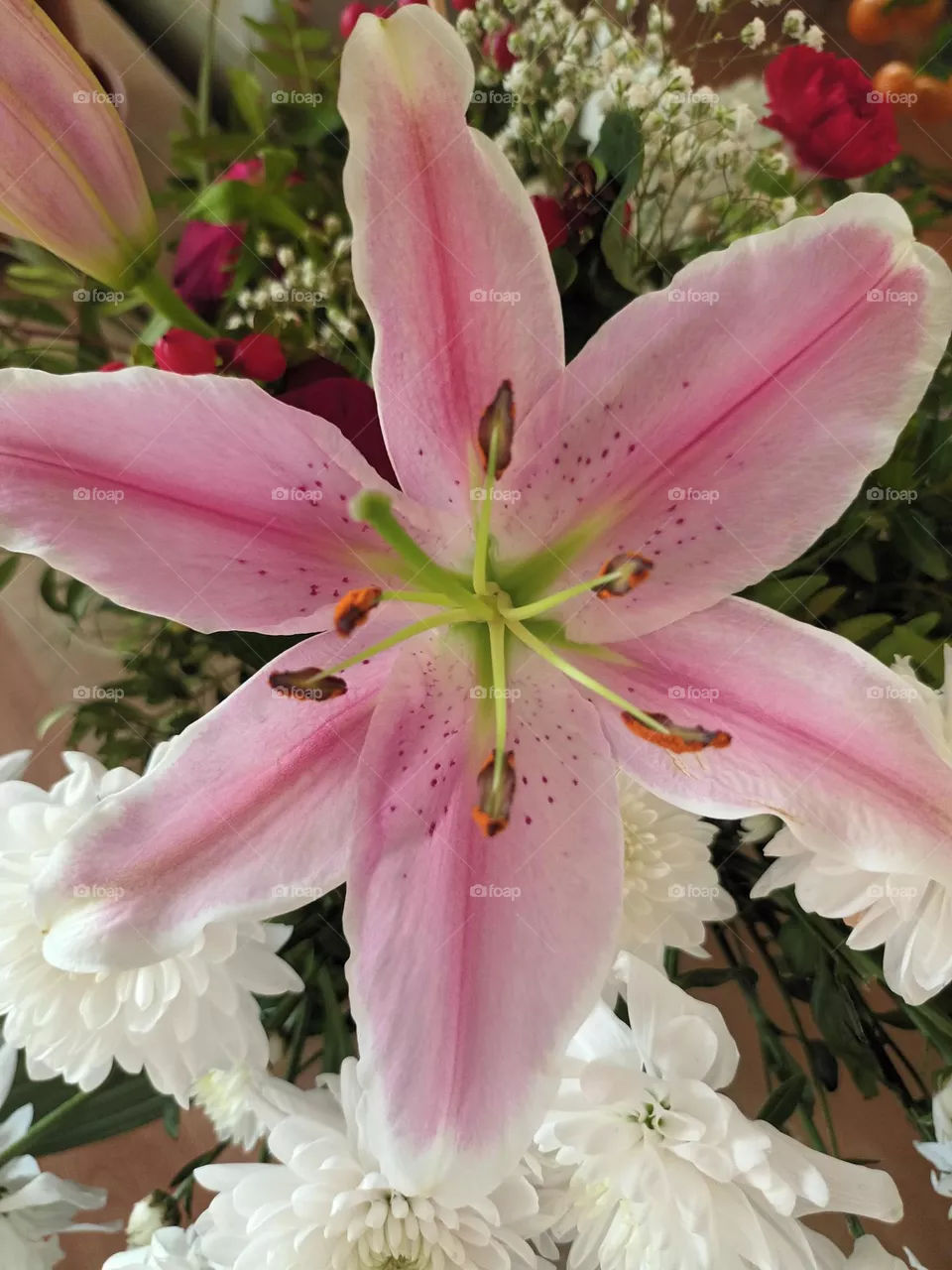 Lily