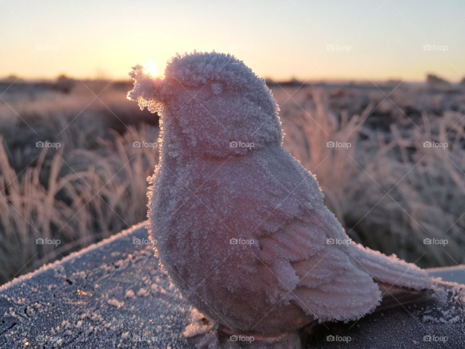 Frost covered bird