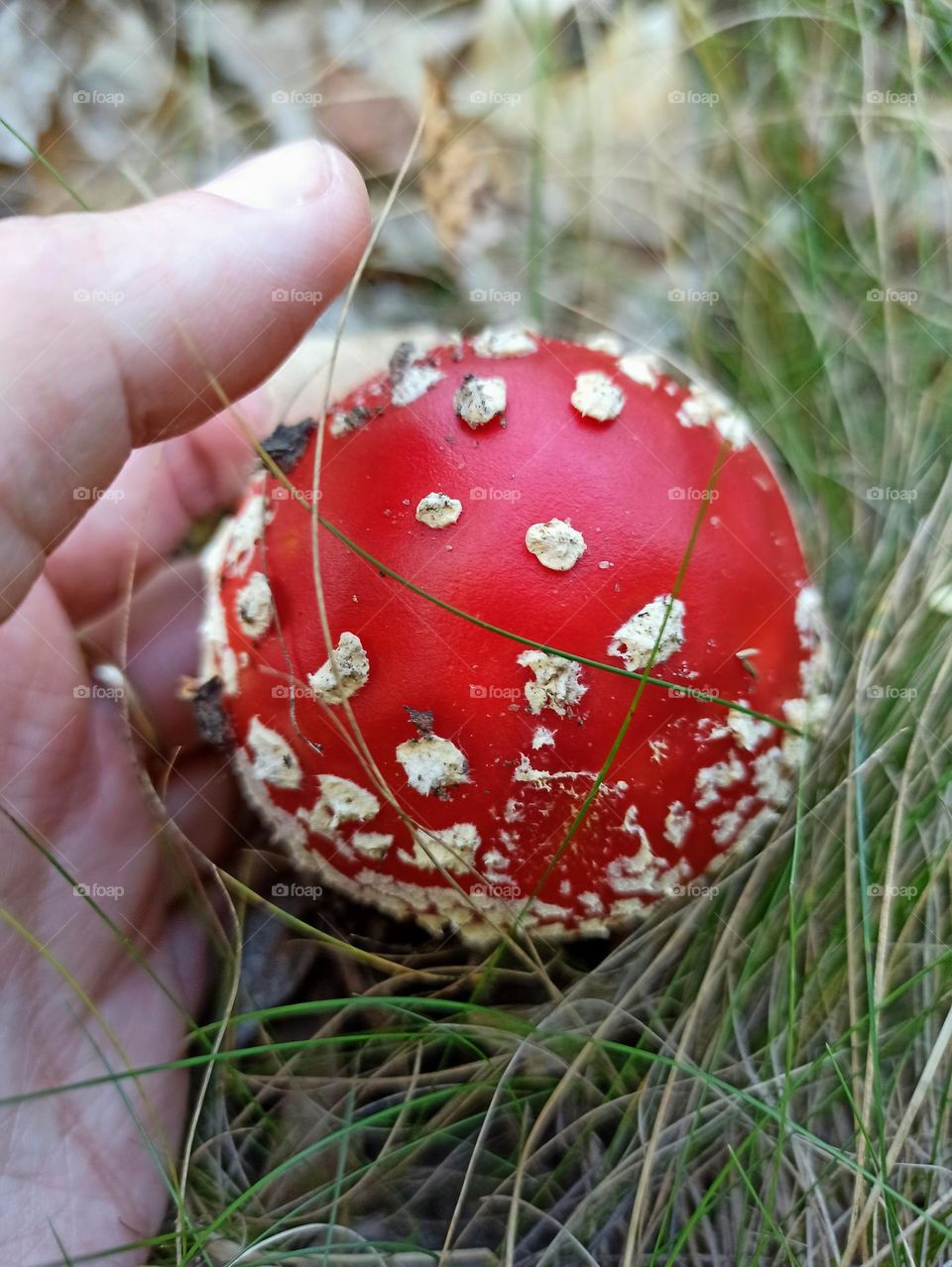 fly agaric