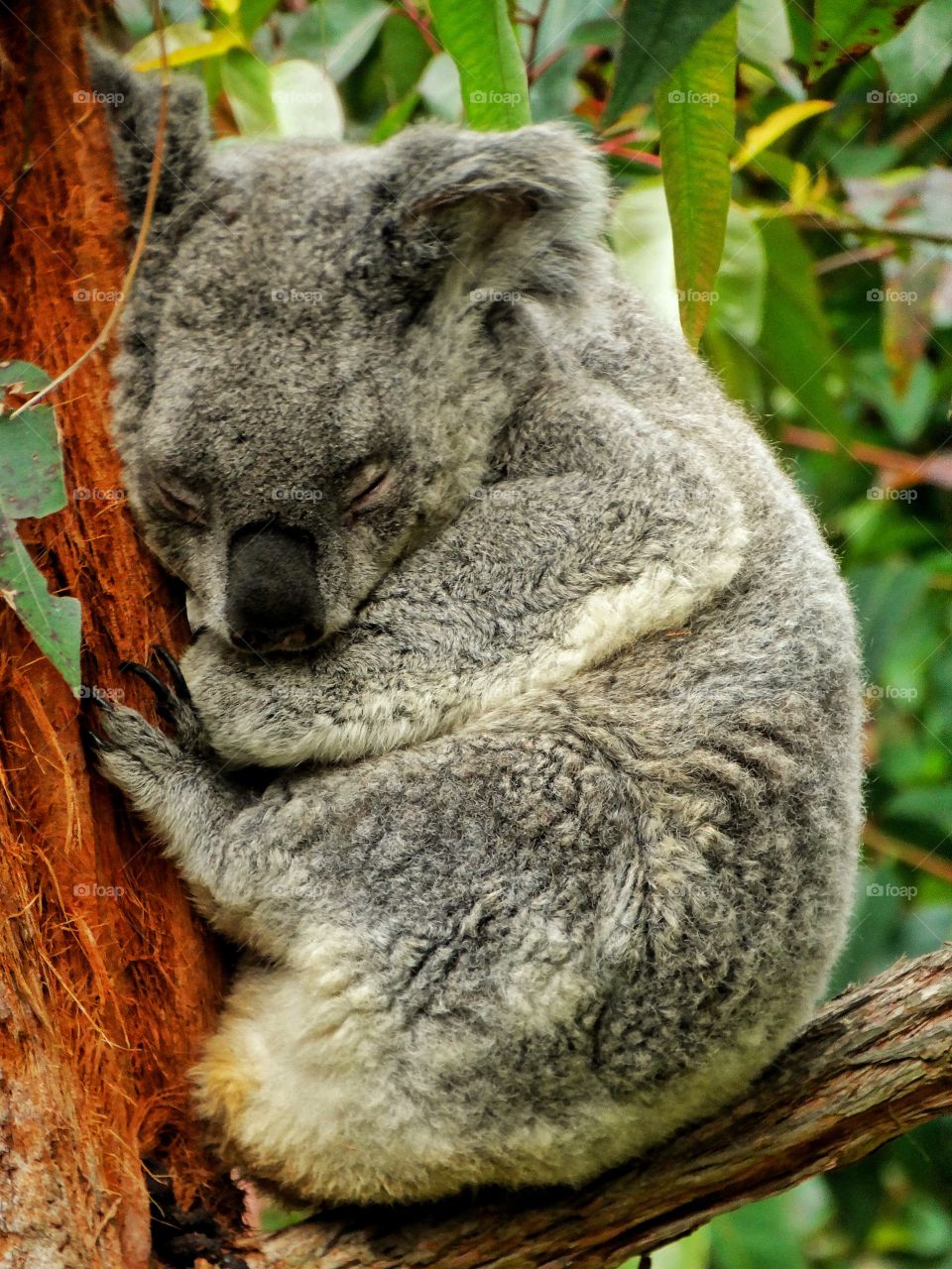 Koala In Eucalyptus Tree
