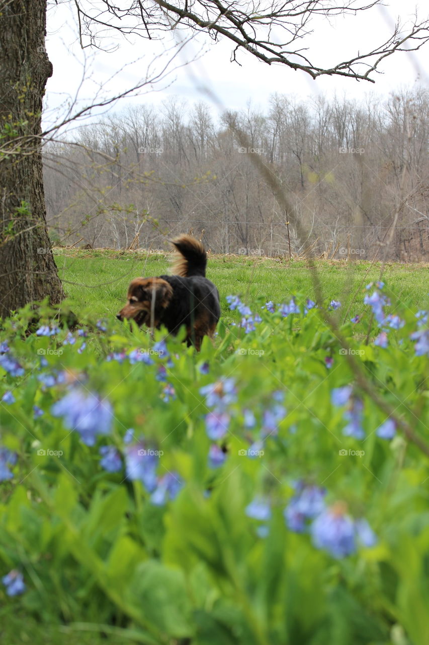 Dog and bluebells 