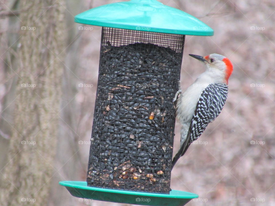Red bellied woodpecker 