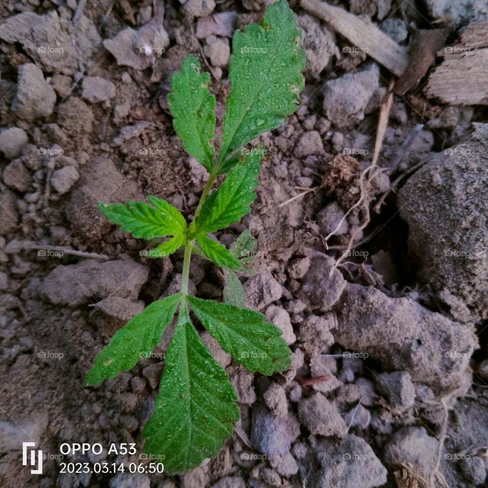 a small plant in the field.