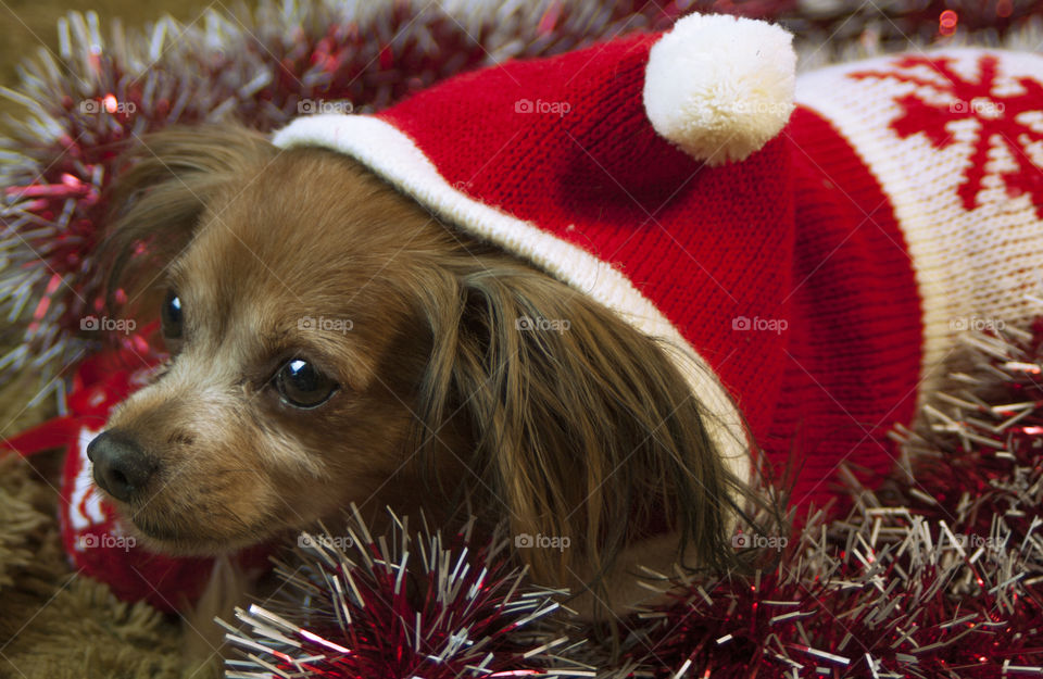 a dog dressed in a New Year's cap and a sweater