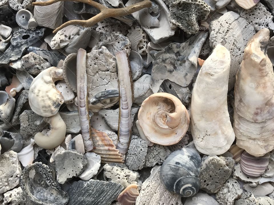 Seashells 