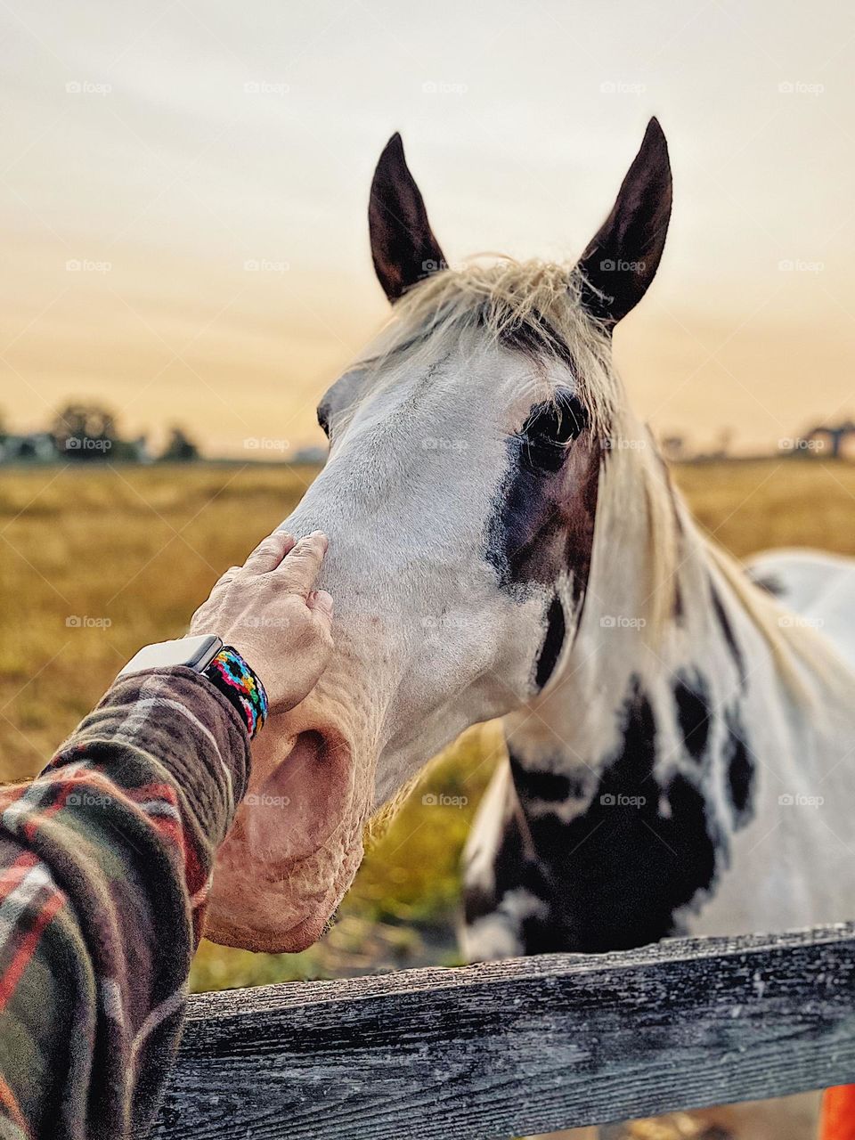 Woman reached out to pet horse, finding peace in the quiet time with horses, finding joy with animals, horses bringing calm to life, early morning meditation in the fields 