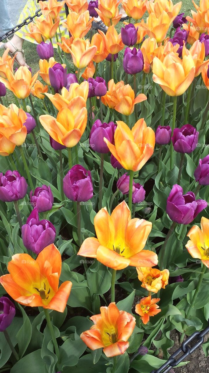 tulips