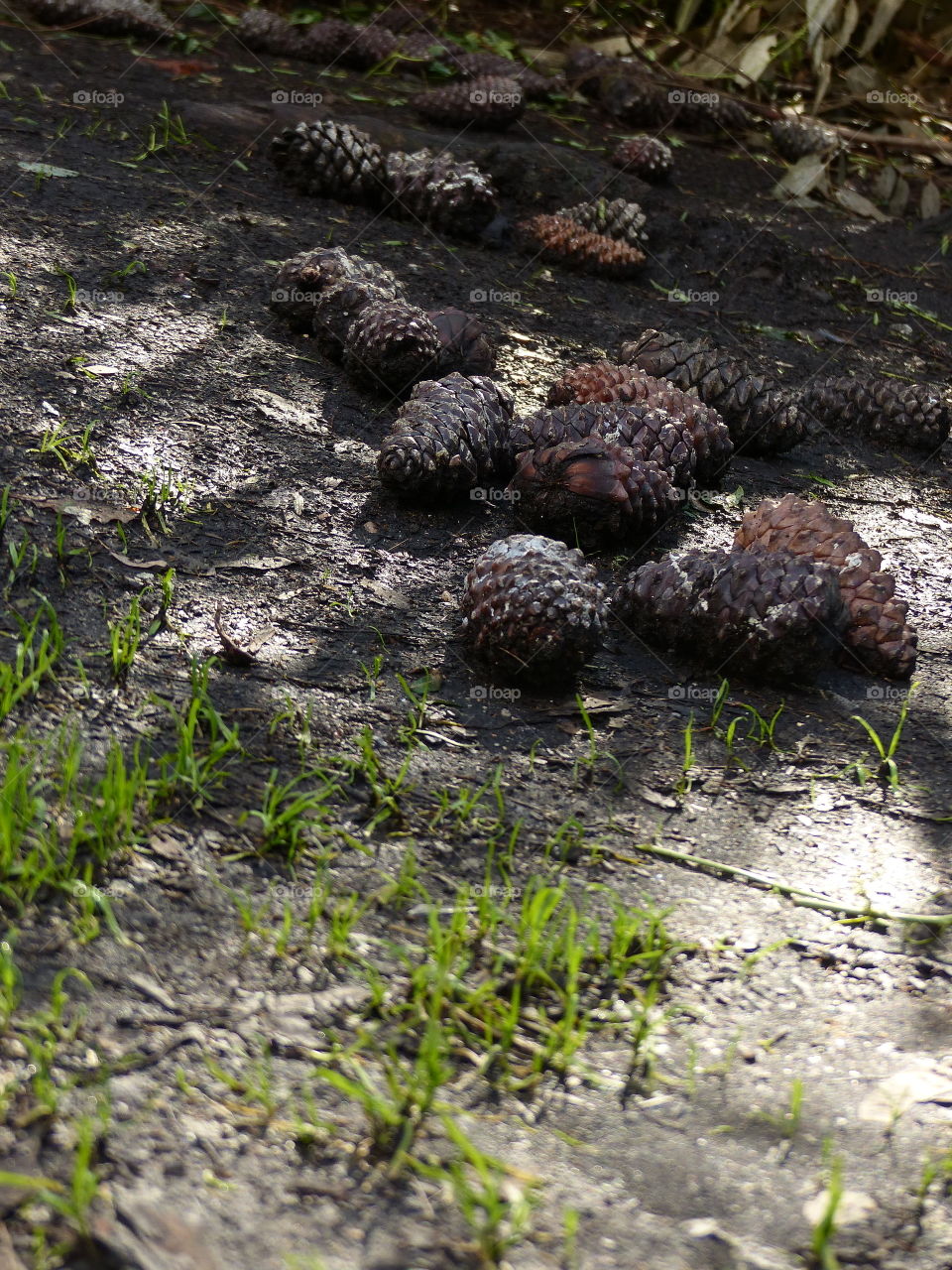 Long view pine cones in forest 