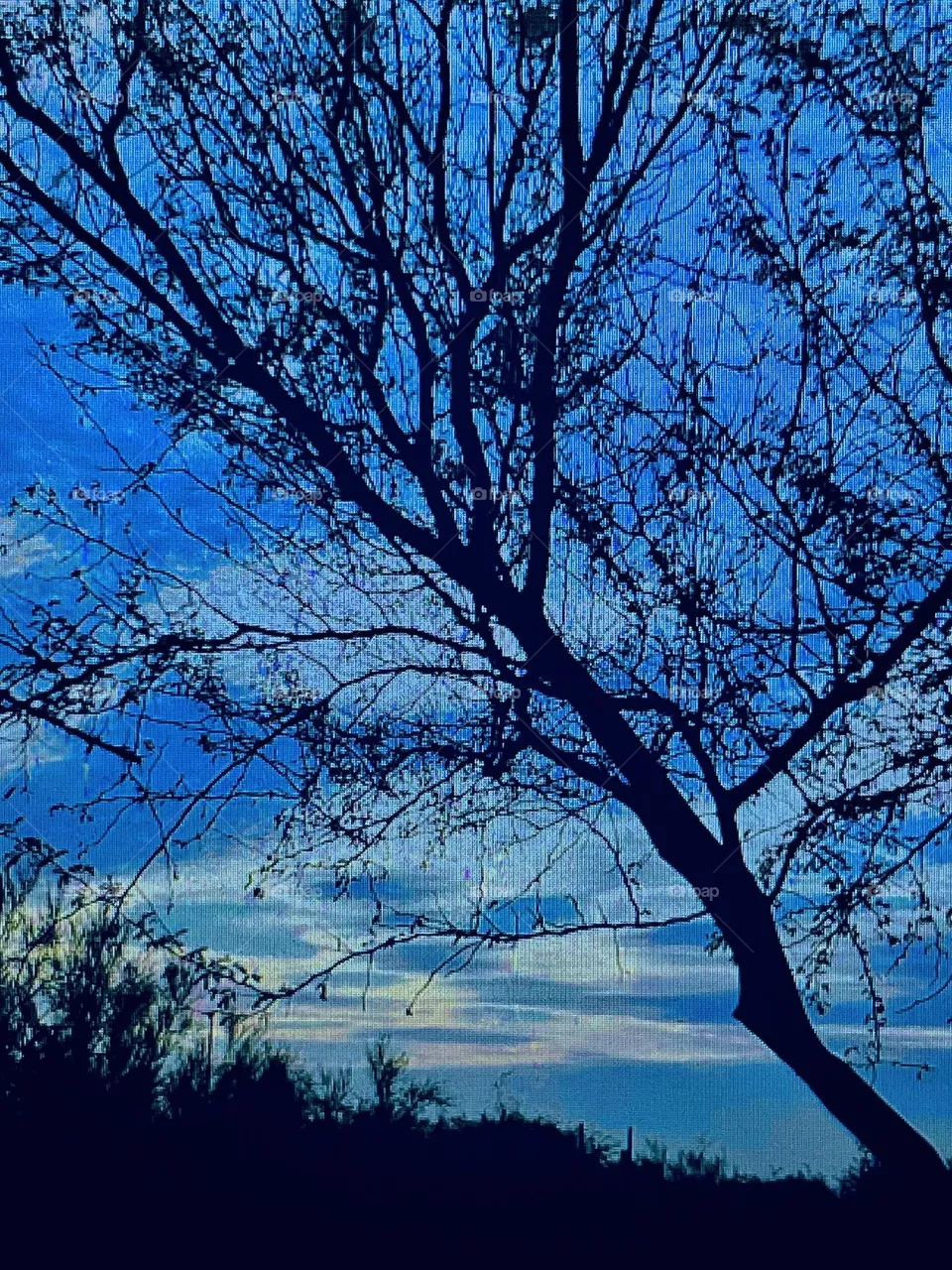 Dead Tree
