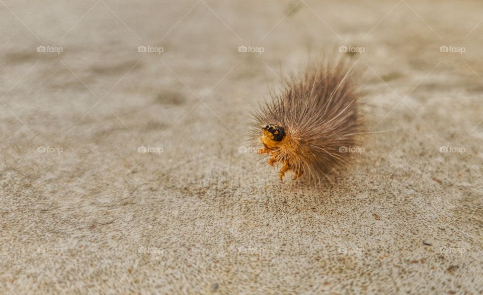 hairy catepillar on a warm spring day