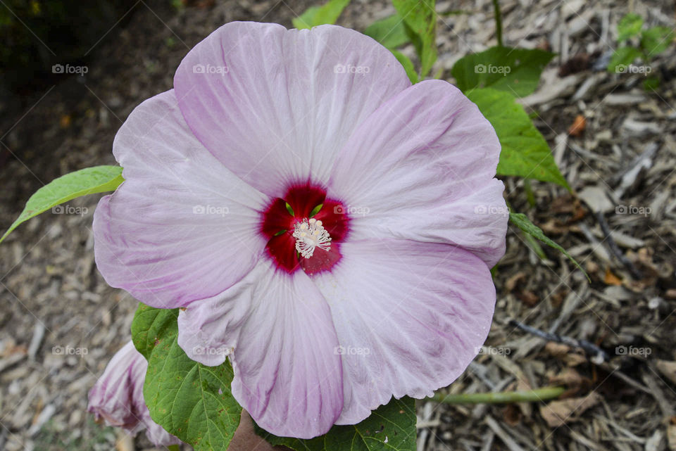 plate hibiscus. pale pink giant plate hibiscus