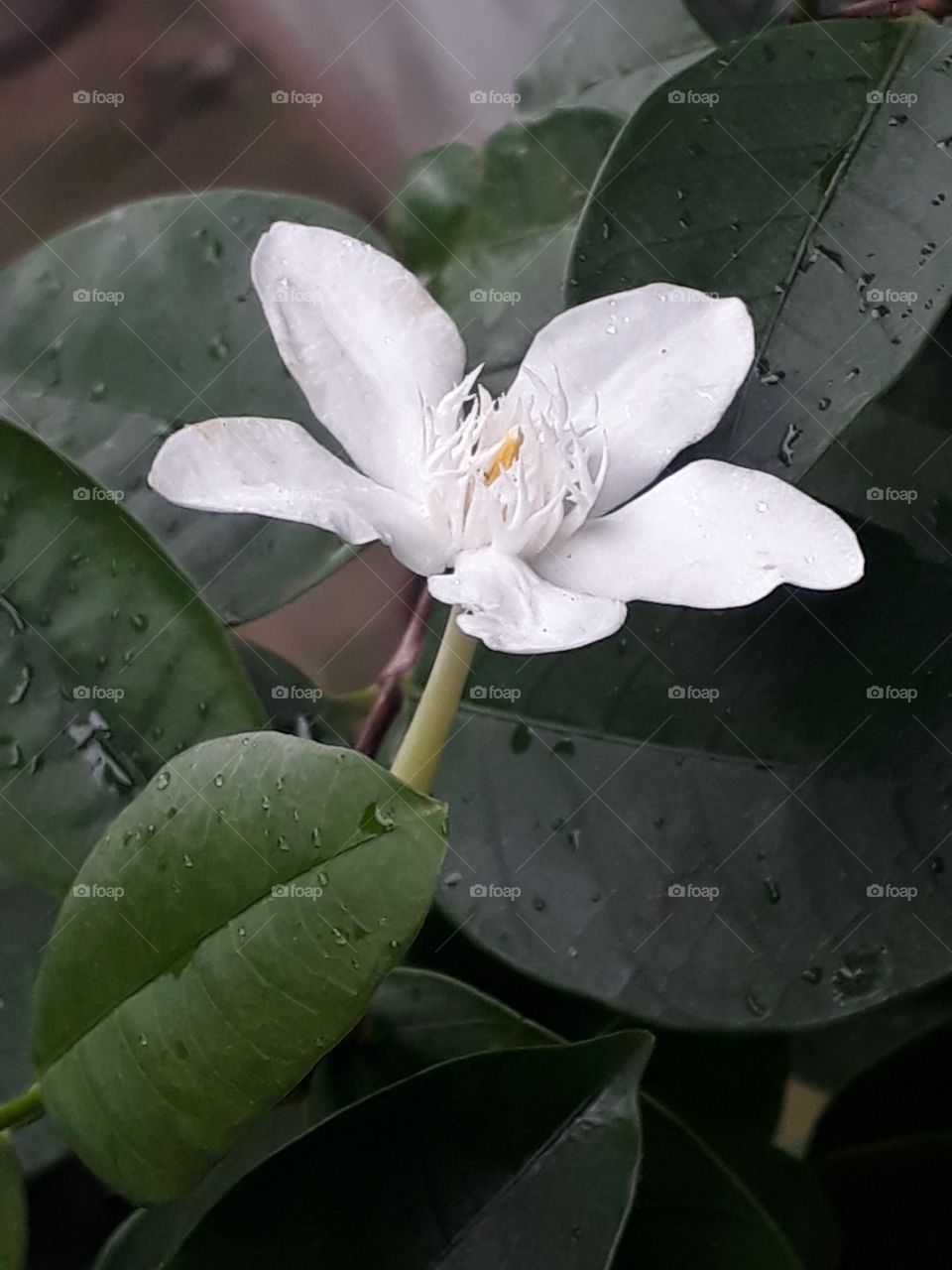 Sampaguita Flower