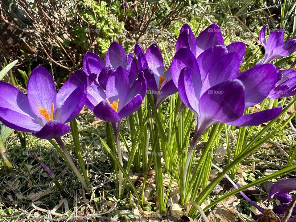 Crocuses 