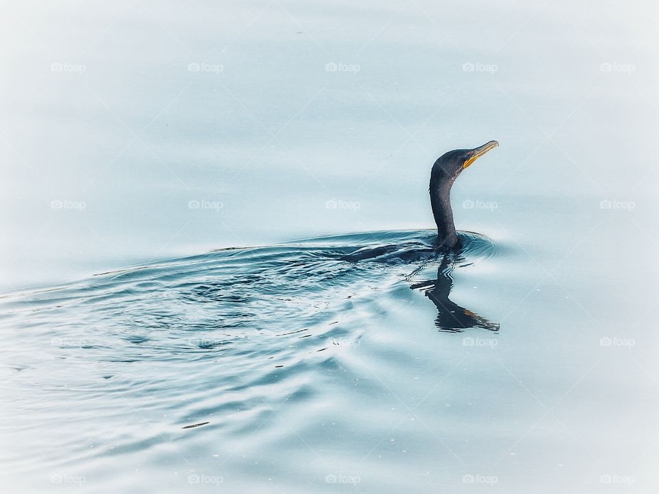 Cormorant St Lawrence River 