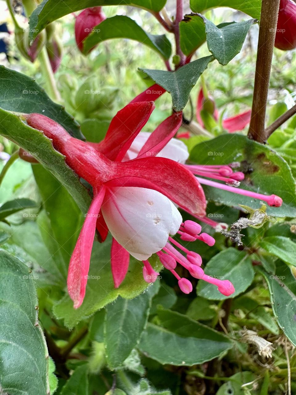 Bright pink hardy fuchsia flowers growing in container garden at Napton Marina along the canal in England nature late summer bloom