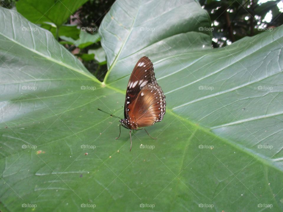 Beautiful butterfly perched on a wide taro leaf