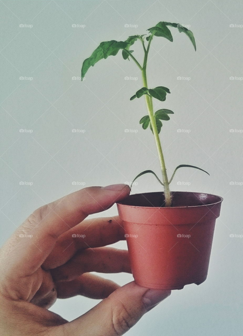 Small tomato plant