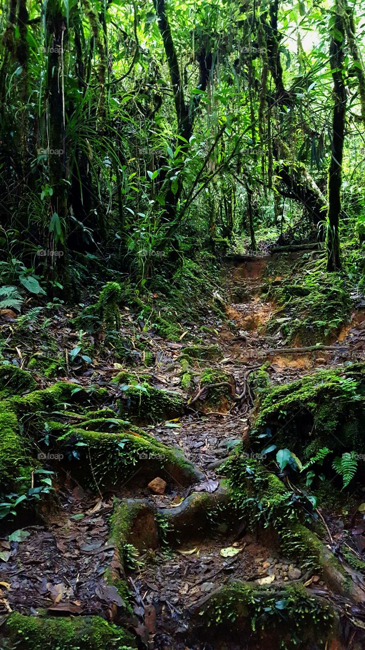 Trail in the Tropical Forest
