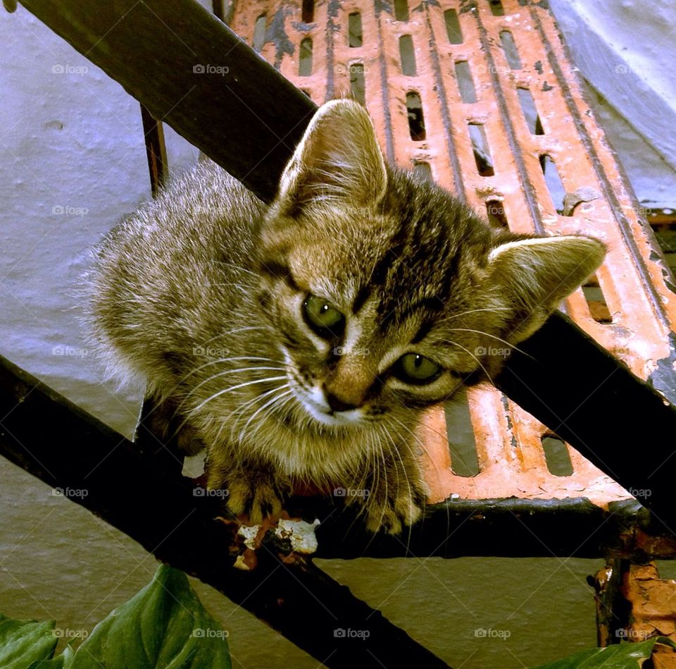 my cat ano liosia by vrahidis