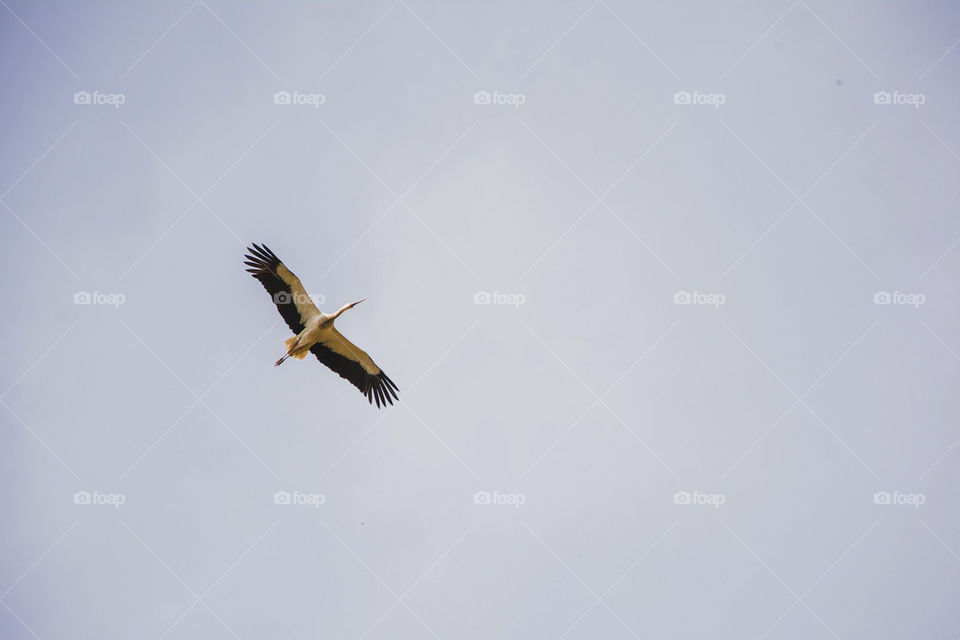 stork flying