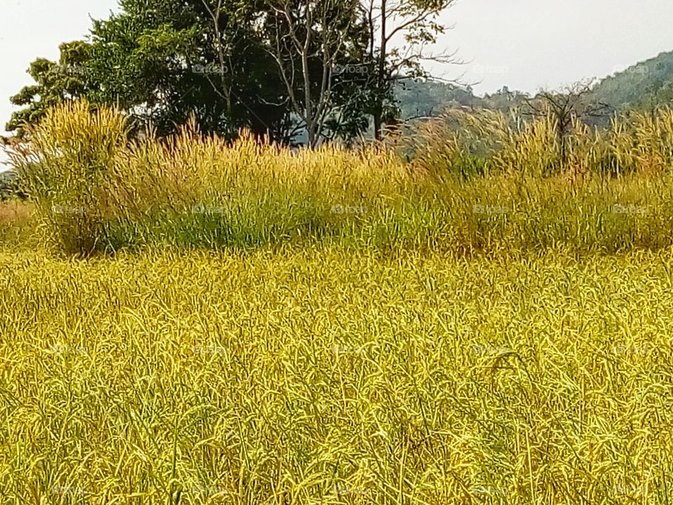 tree,farmland,sky,grass