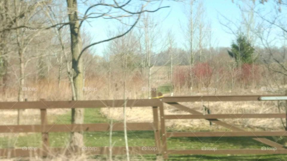 Wood, Nature, Tree, Landscape, Season